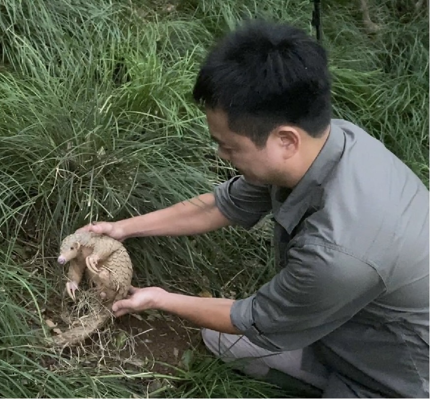 孫敬閔 為救傷穿山甲展開十五年野外研究