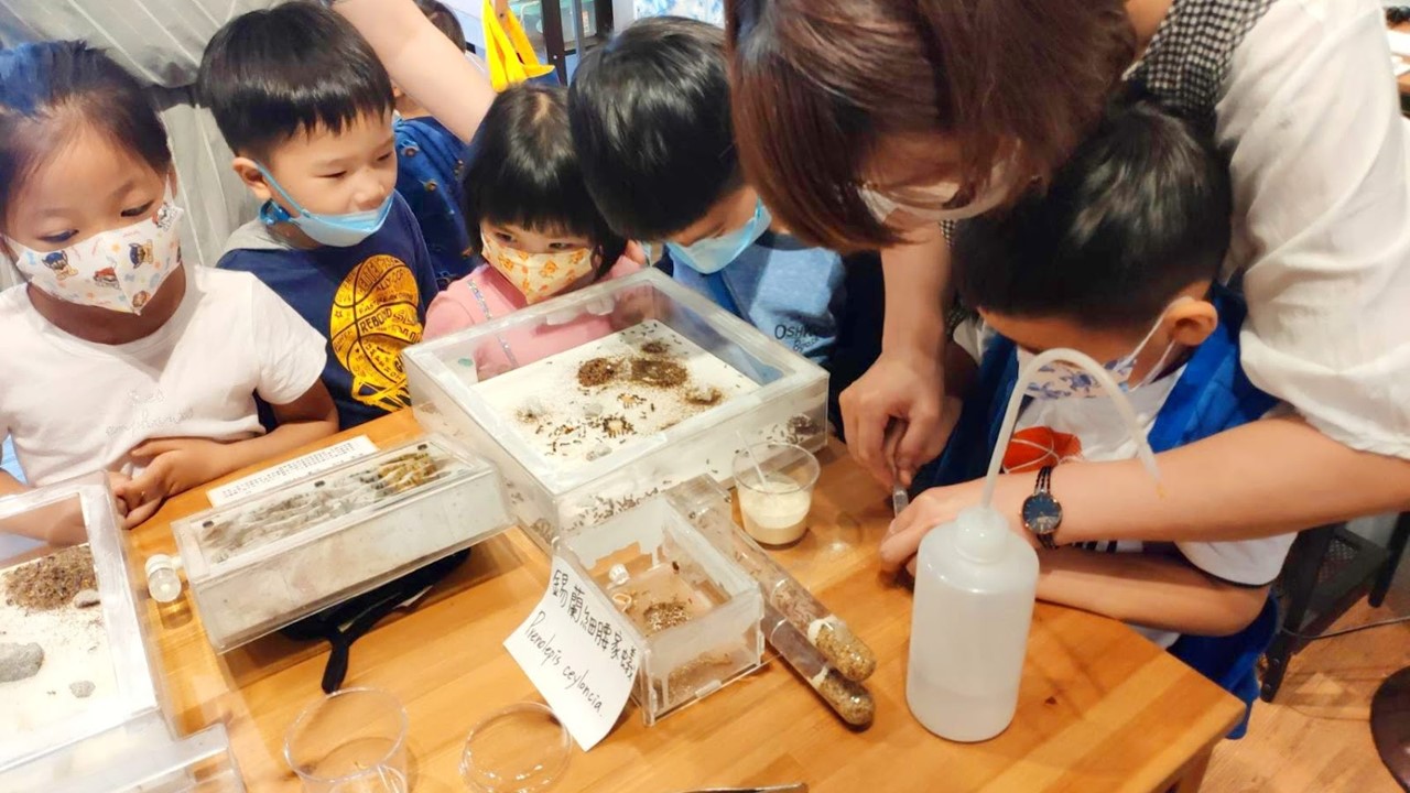 捕蟻人工作室　開設螞蟻生態親子課程