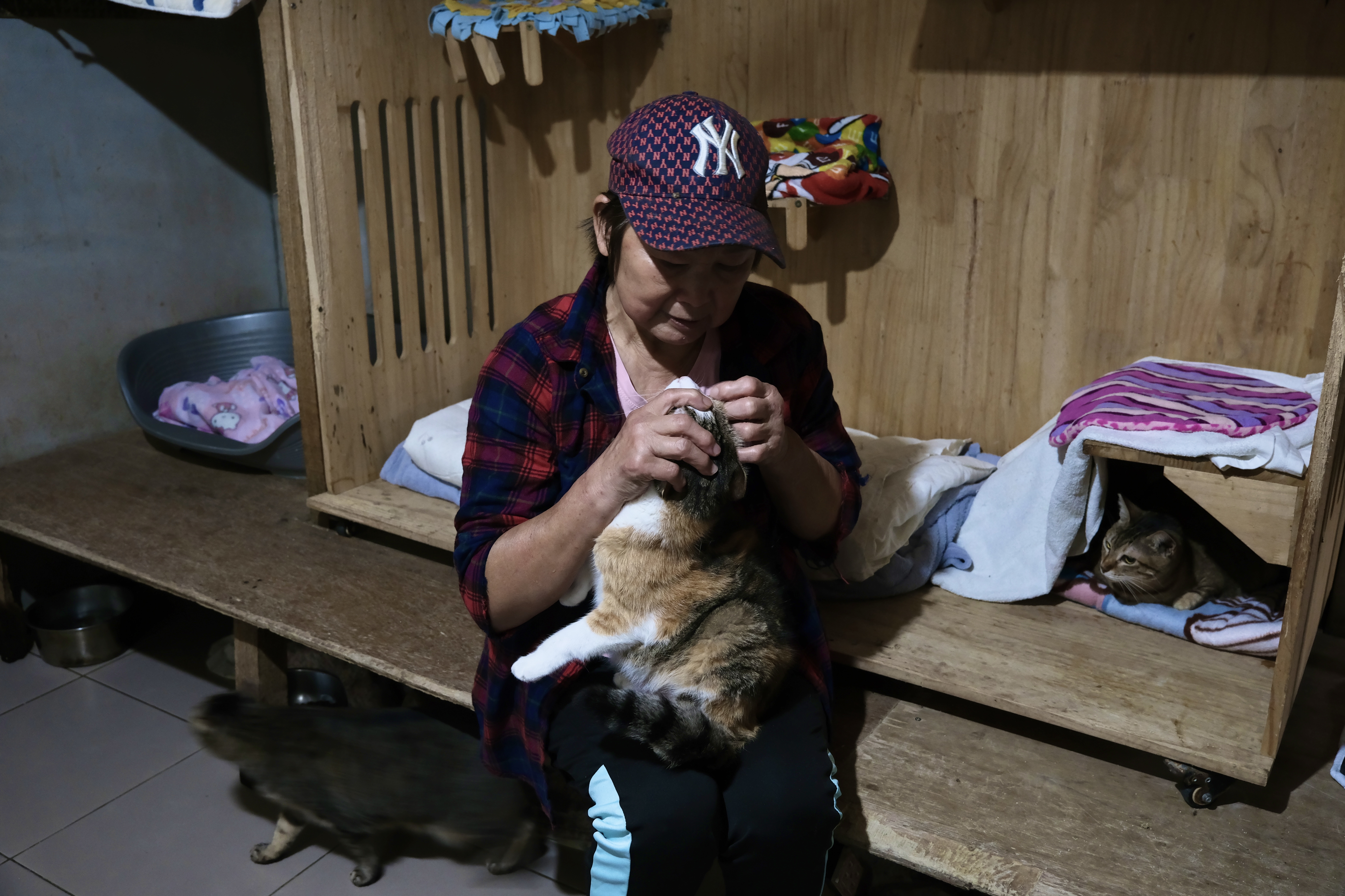 王富美浪浪家園 給受虐傷貓狗一個家