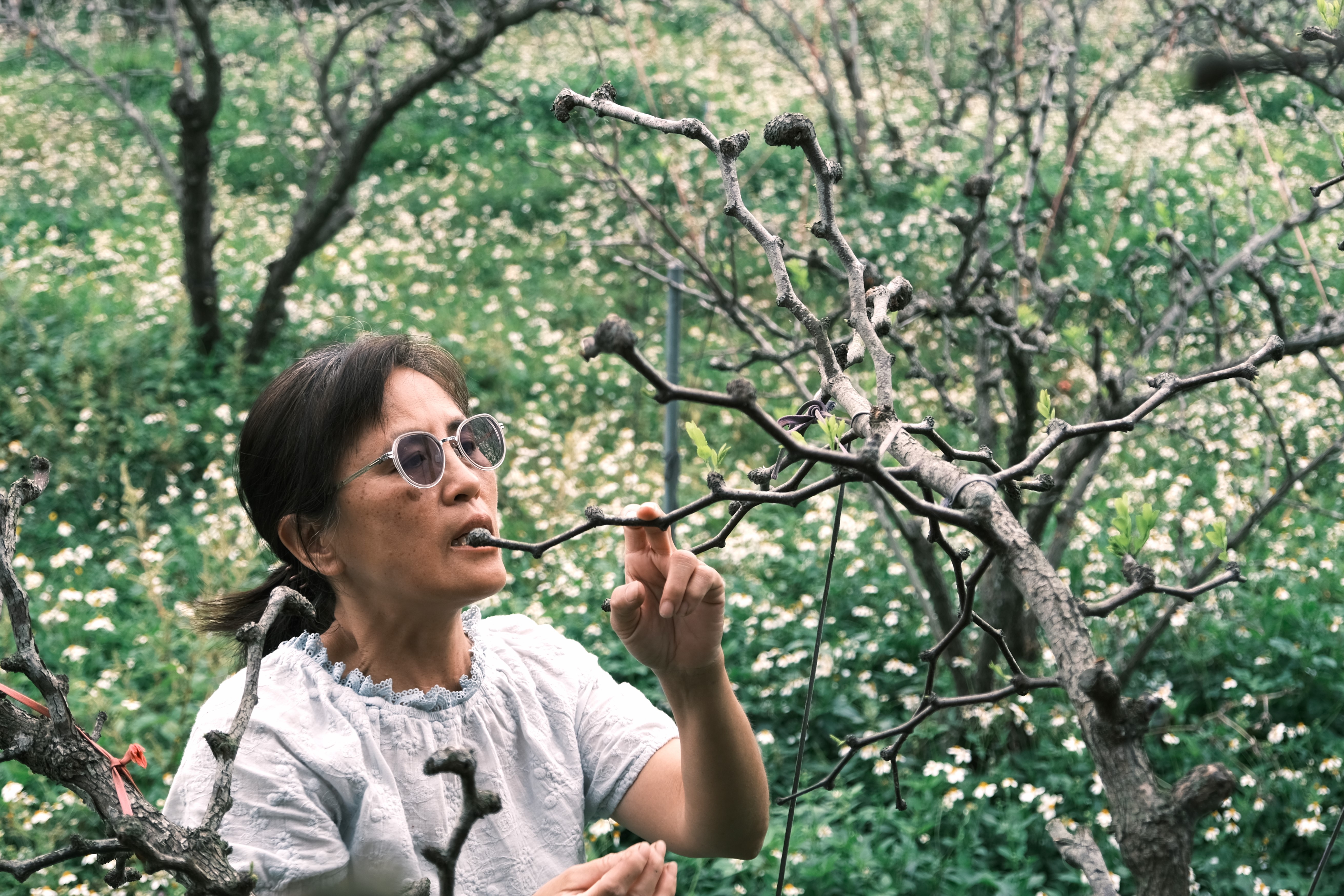 陳淑慧留草、養雞 種植有機紅棗