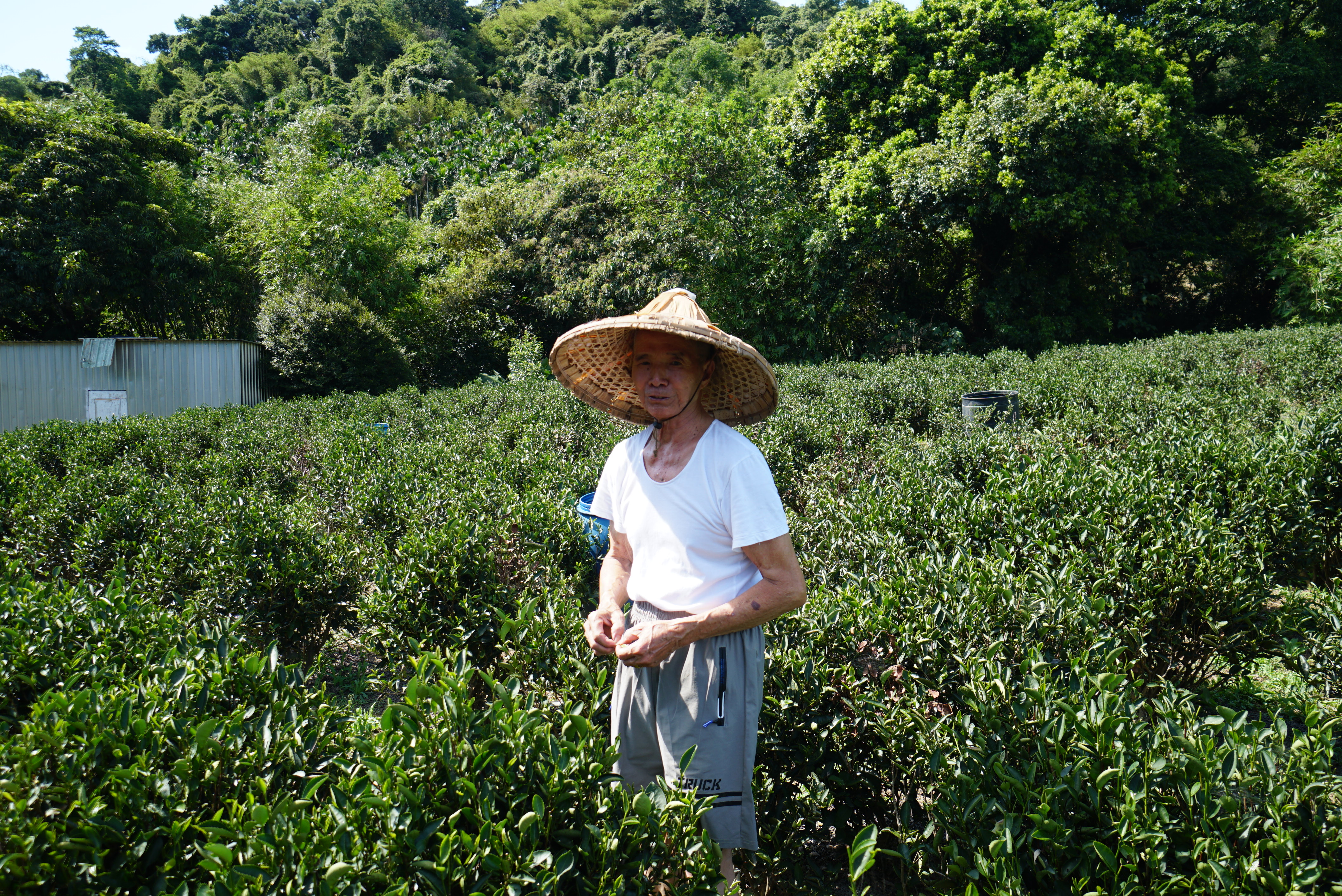 三峽碧螺春茶王 黃文雄堅持手工製茶