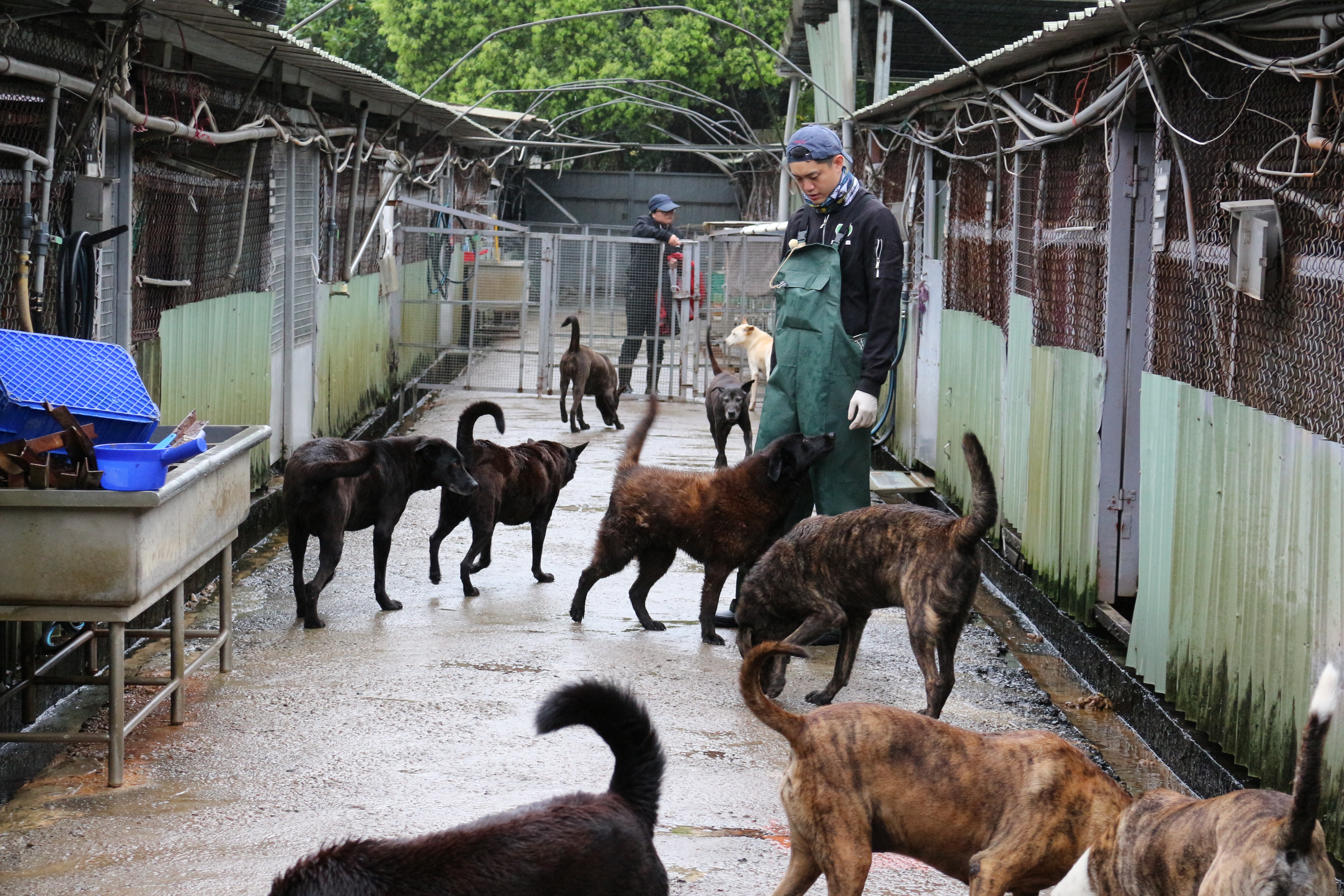 防滑地板保暖燈 八里保育場貼心照護老犬