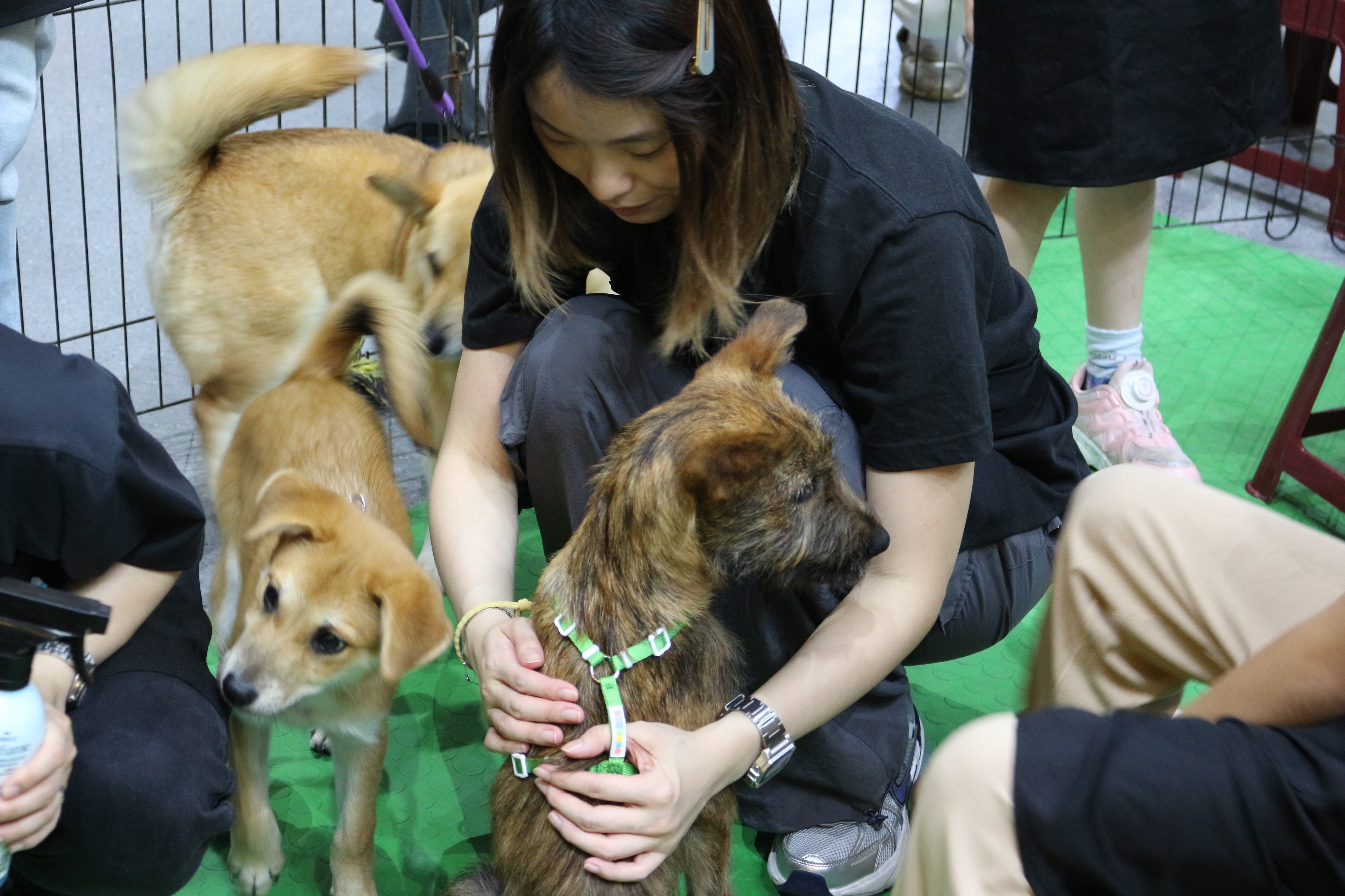 流浪動物花園 週末送養會助上萬浪浪找到家